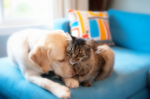 Fido and Fluffy’s First Aid Kit